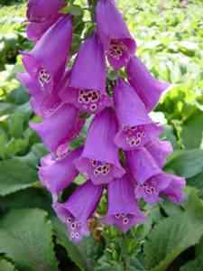 Purple foxgloves